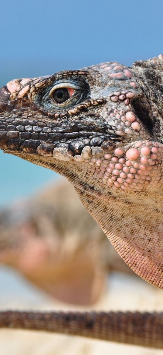 iguana, reptile, head, profile