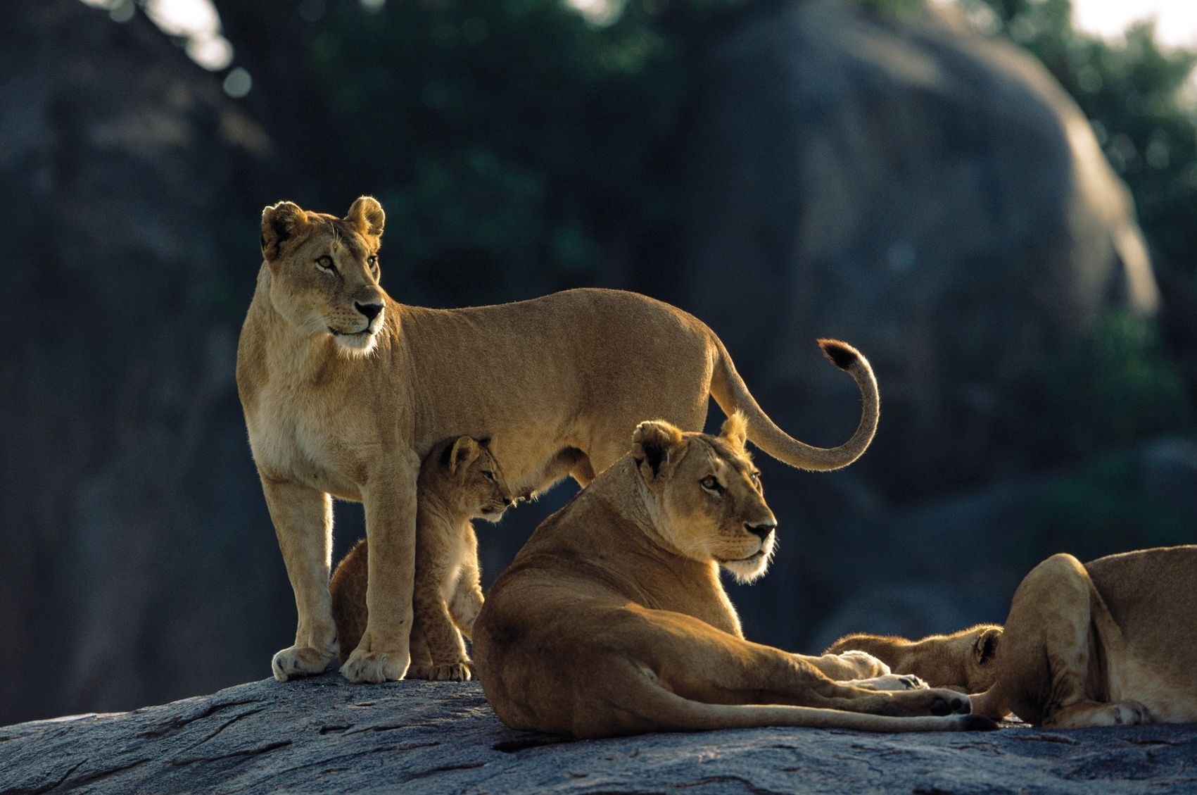 lions, rocks, down, family, hunting, predators