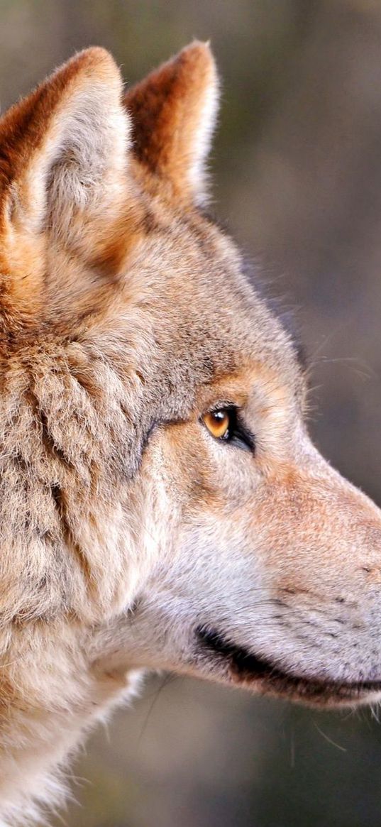 wolf, predator, muzzle, profile, view