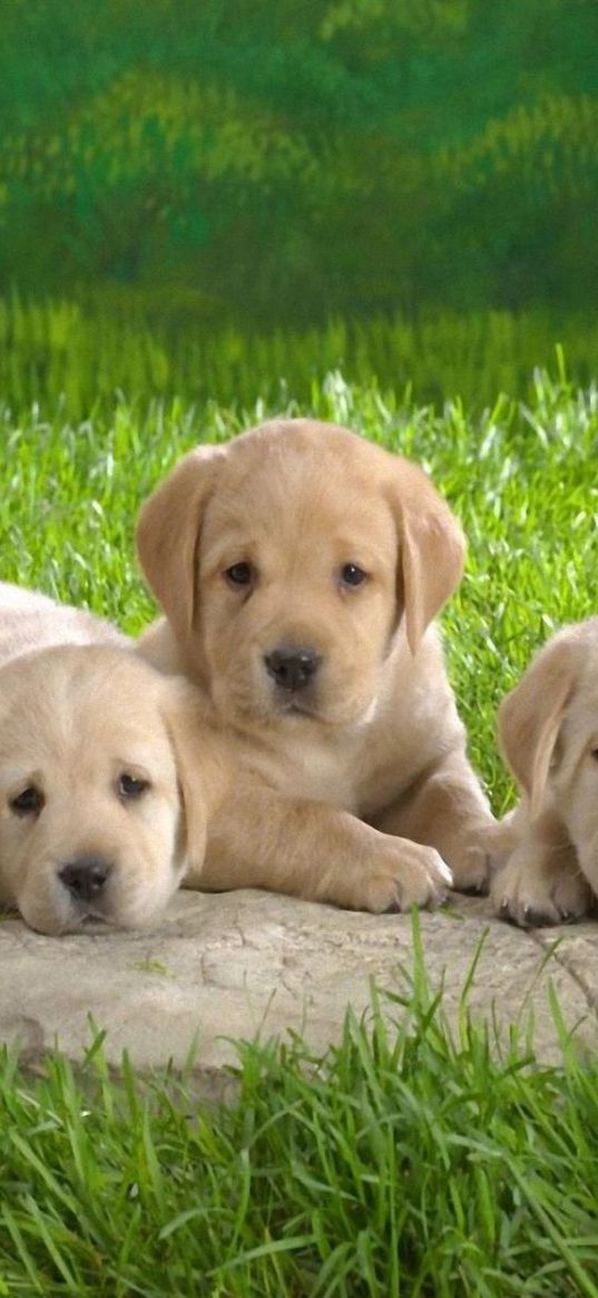 puppies, labradors, grass, lie, many