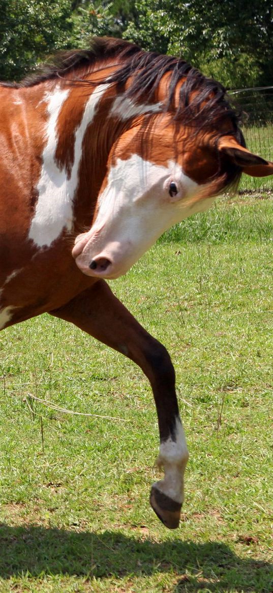 horse, grass, spotted, walking