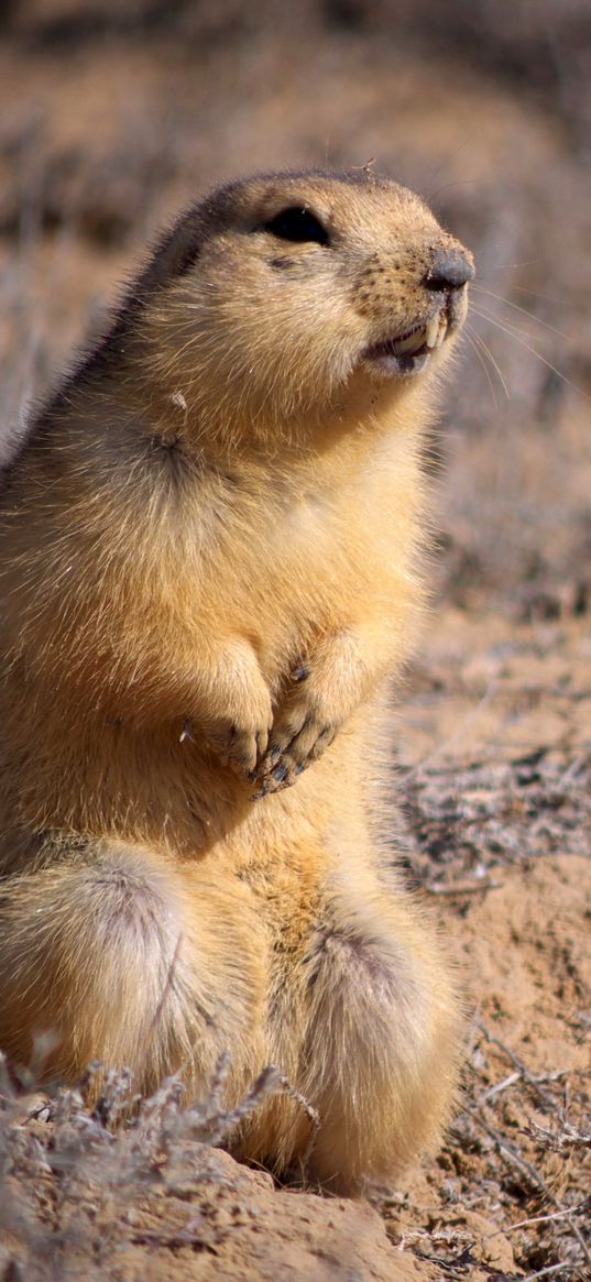 gopher, clay, sit, fear