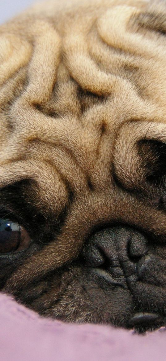 pug, puppy, snout, eyes, lie