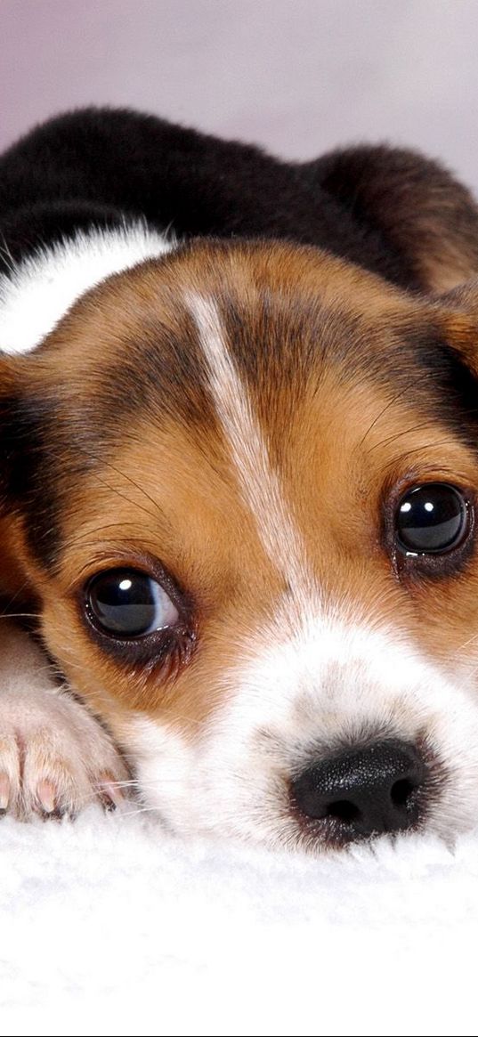 puppy, snout, eyes, lie down, spotted