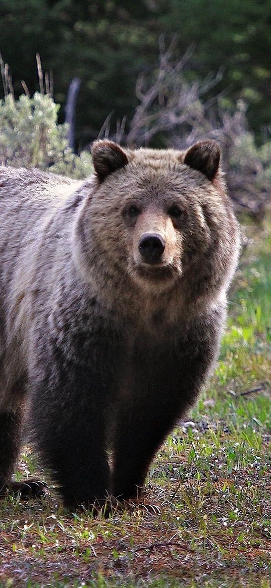 bear, grass, stand, large