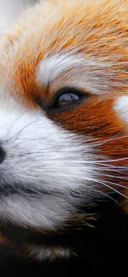 red panda, muzzle, fur