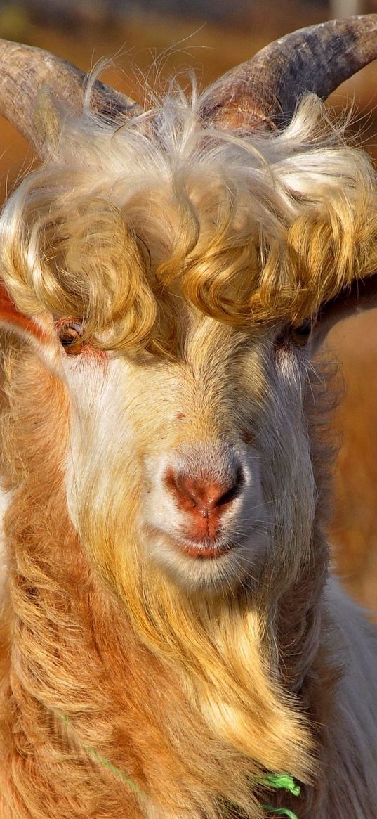 goat, horns, hair, fur