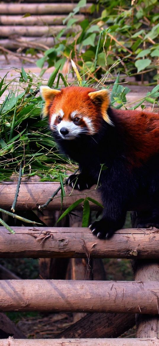 red panda, stairs, building, climbing, leaves