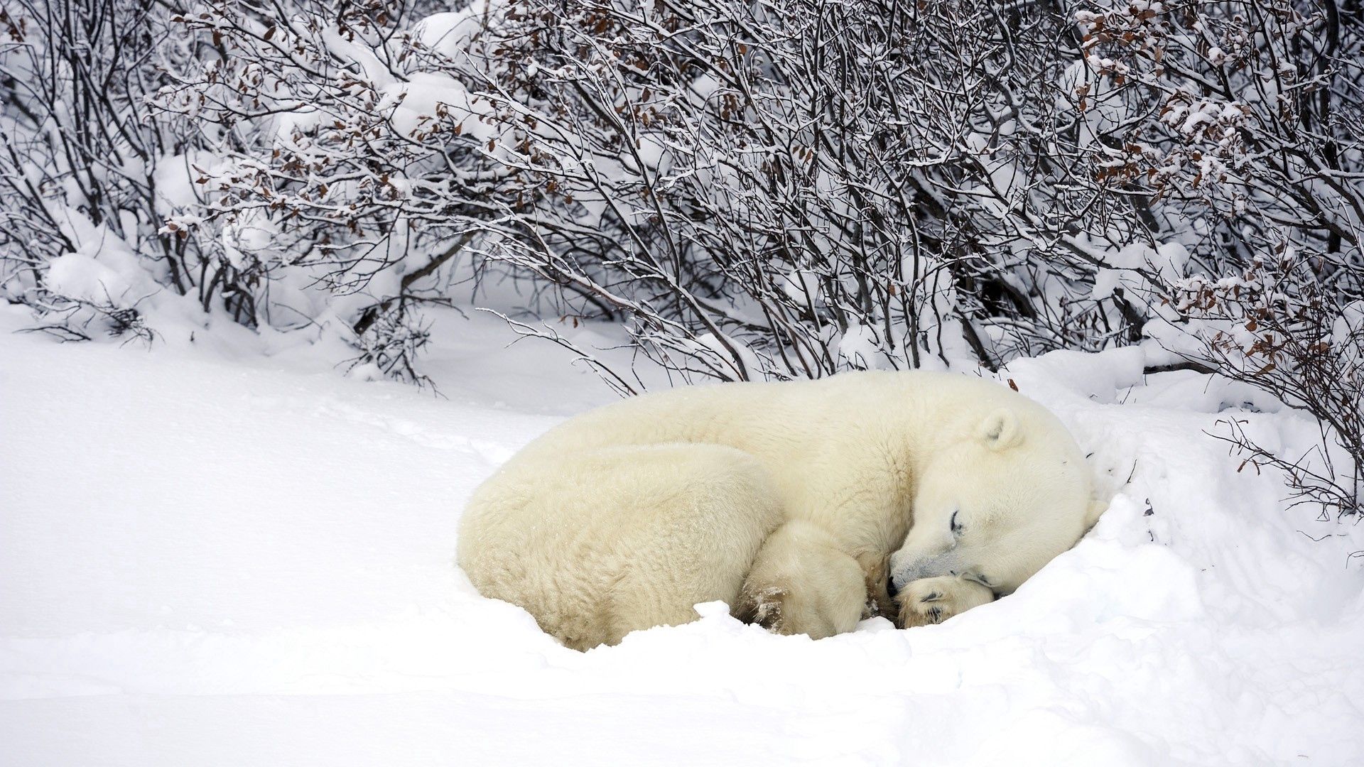 polar bears, sleeping, forest, snow, winter, warm