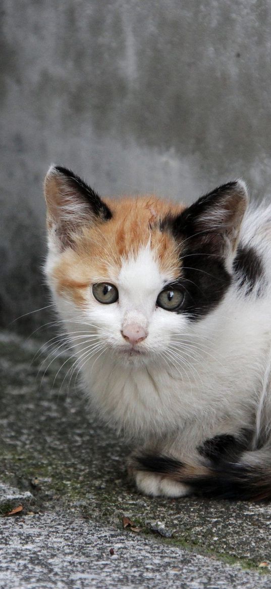 kittens, couple, sitting, homeless