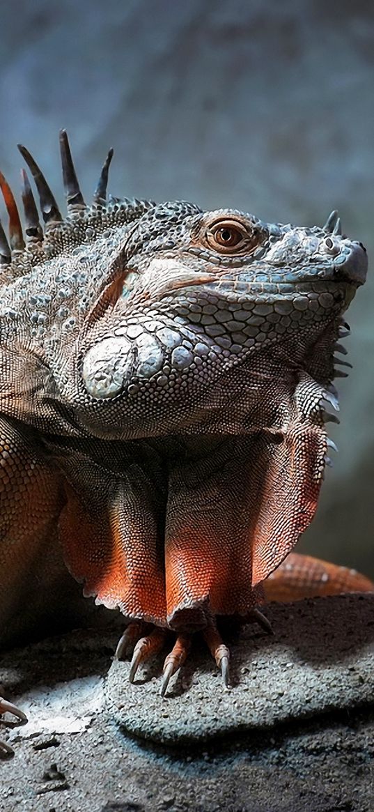 iguana, reptile, sitting