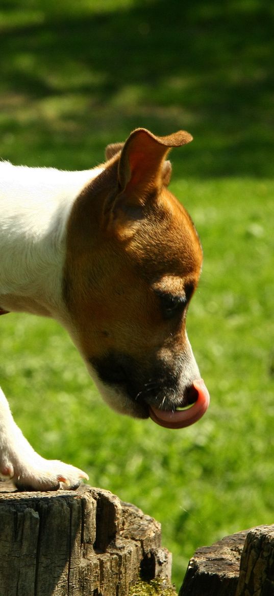 dog, hemp, climbing, spotted