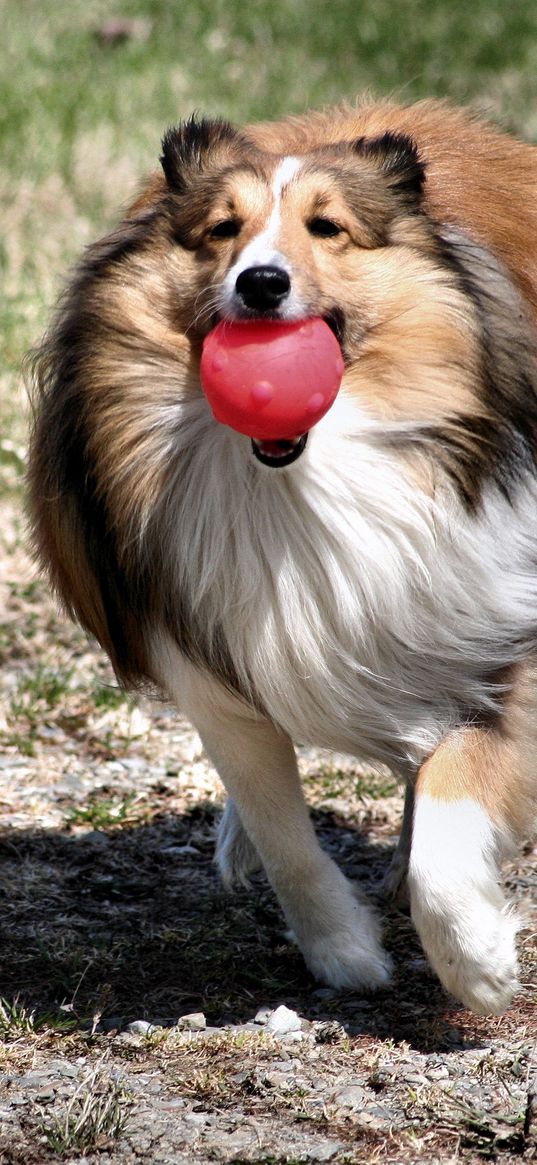 dog, collie, ball, toy