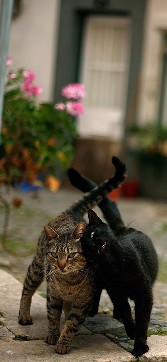 cats, couple, street, pigeon, walk