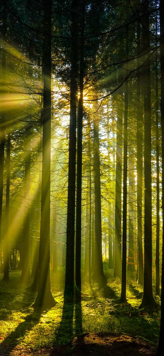 trees, forest, sunlight, landscape