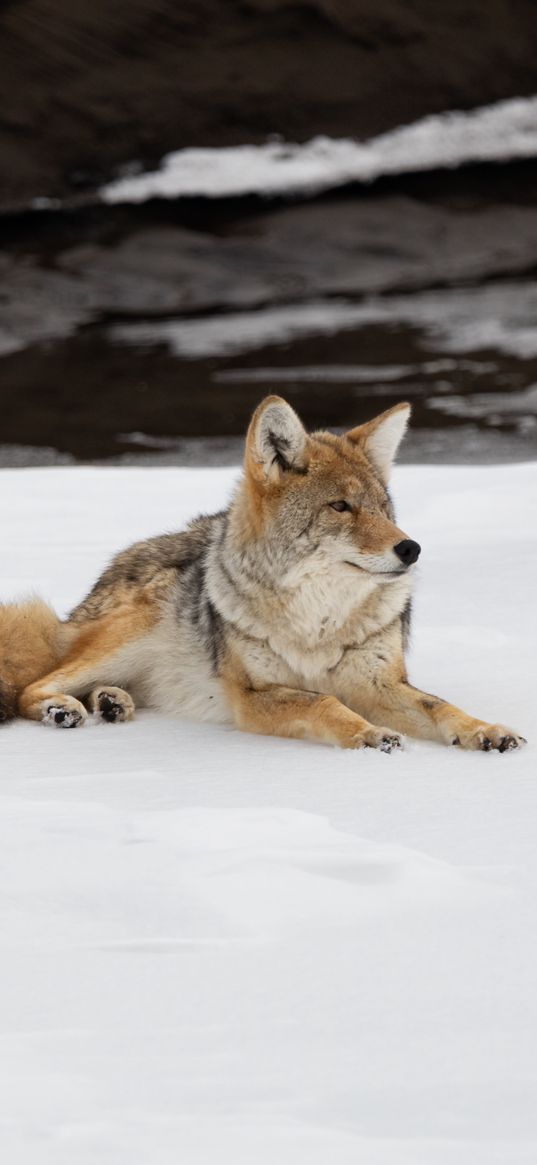 coyote, predator, animal, snow, wildlife