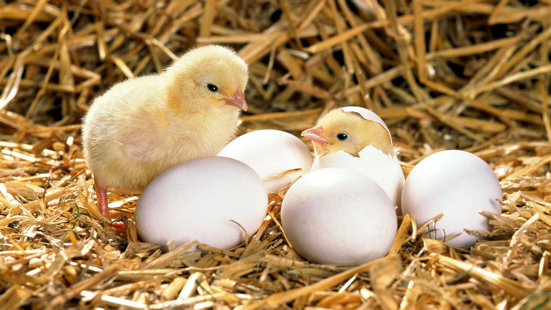 chicken, eggs, shell, hatched, hay