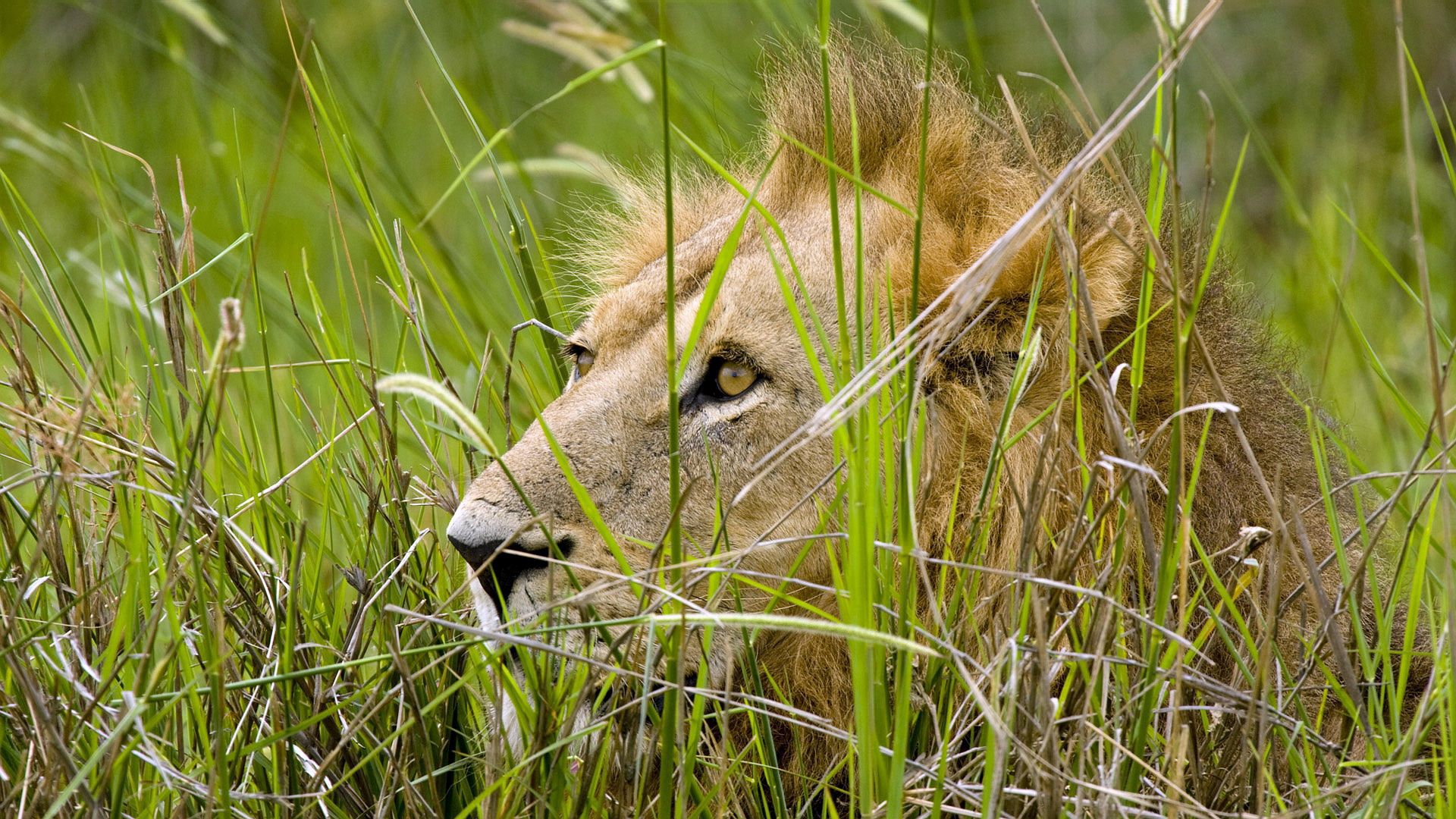 lion, grass, sit, hide, predator