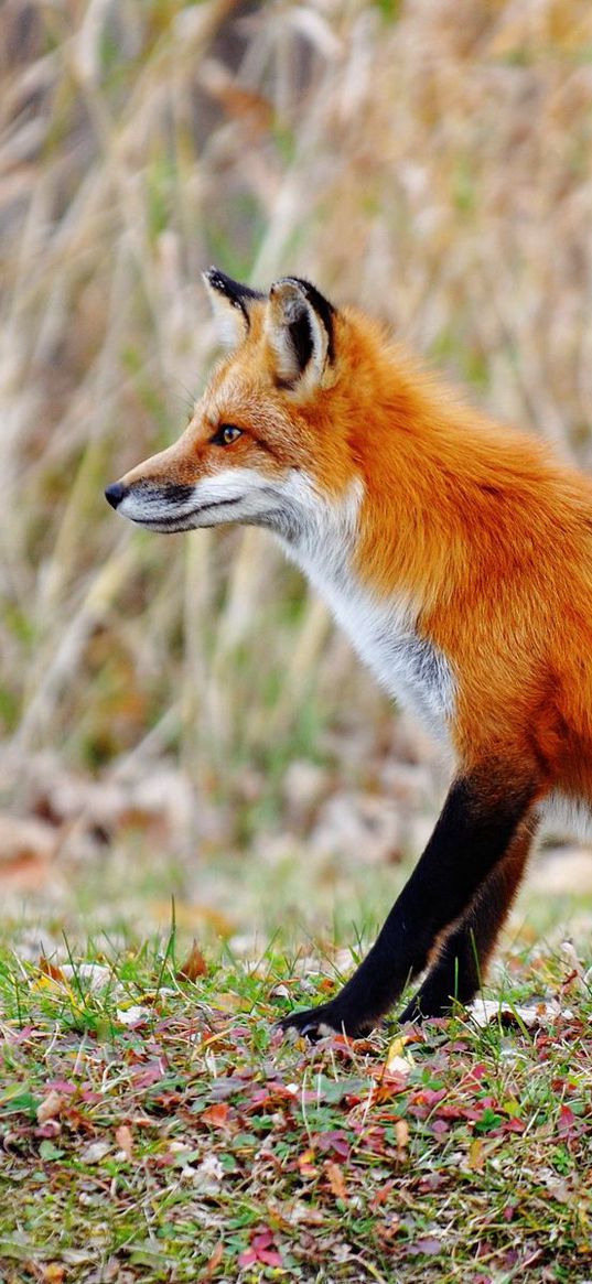 fox, grass, stretch, tail