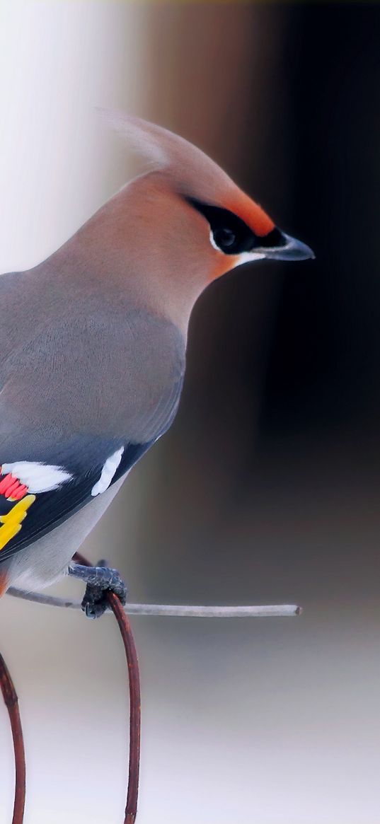 waxwing, bird, branch, berry, sit