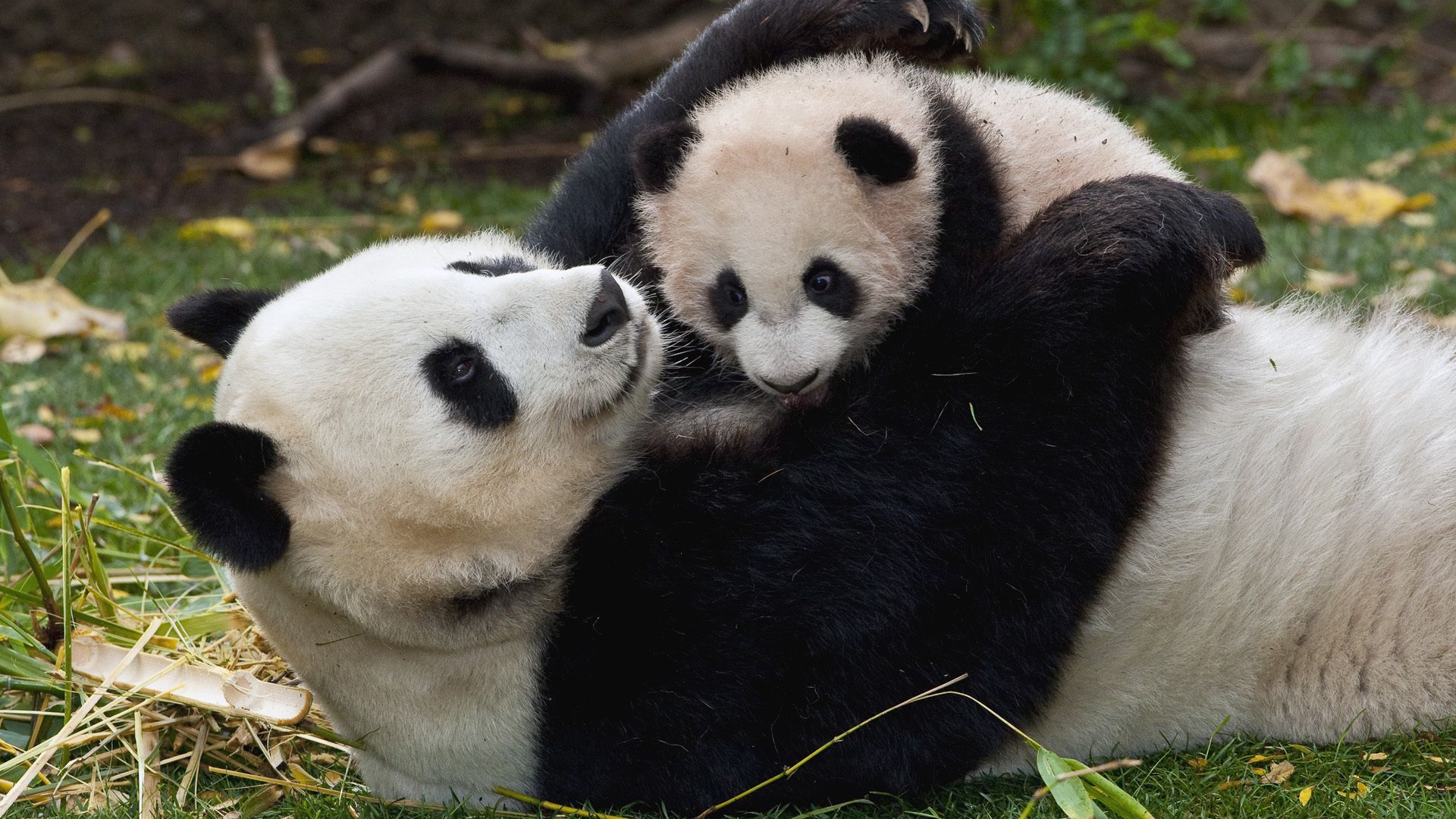 panda, cub, cuddling, couple, grass, play