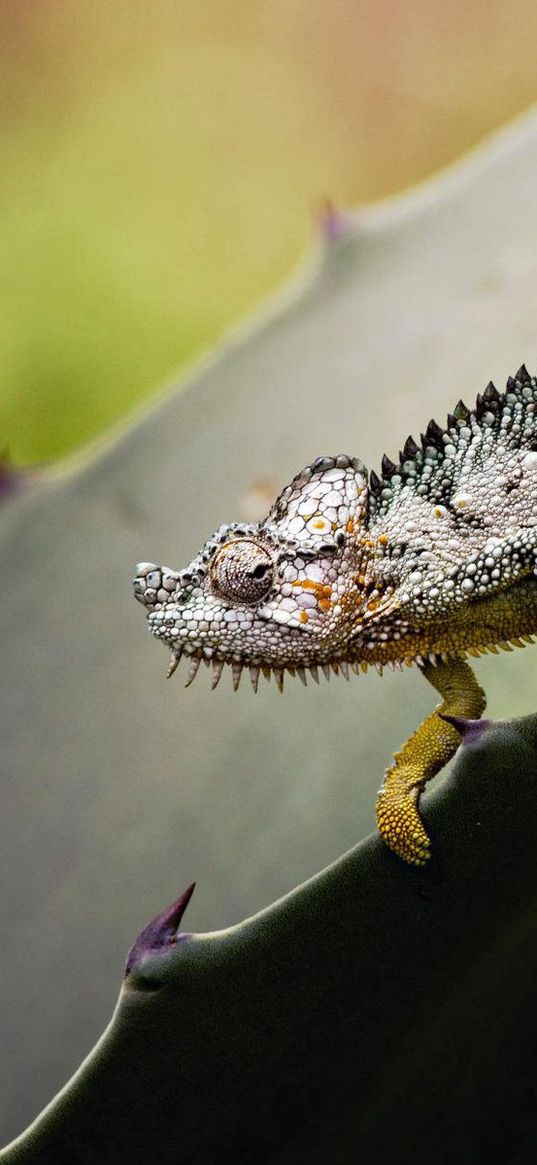 reptile, climbing, grass, leaves