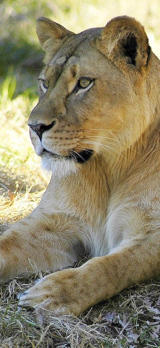 lioness, couple, grass, lie