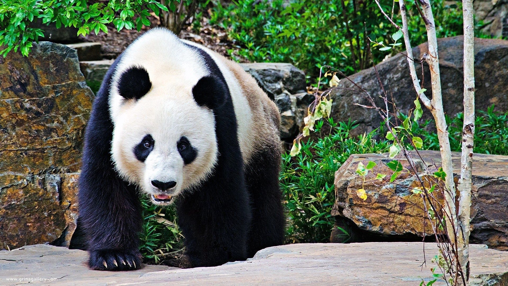 panda, stones, branches, walk, large