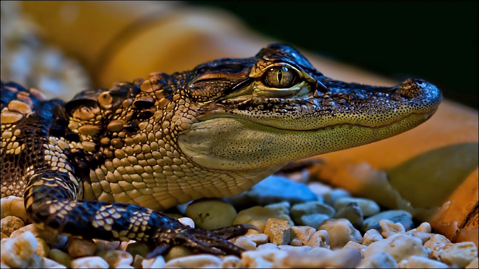 crocodile, small, face, color, spotted