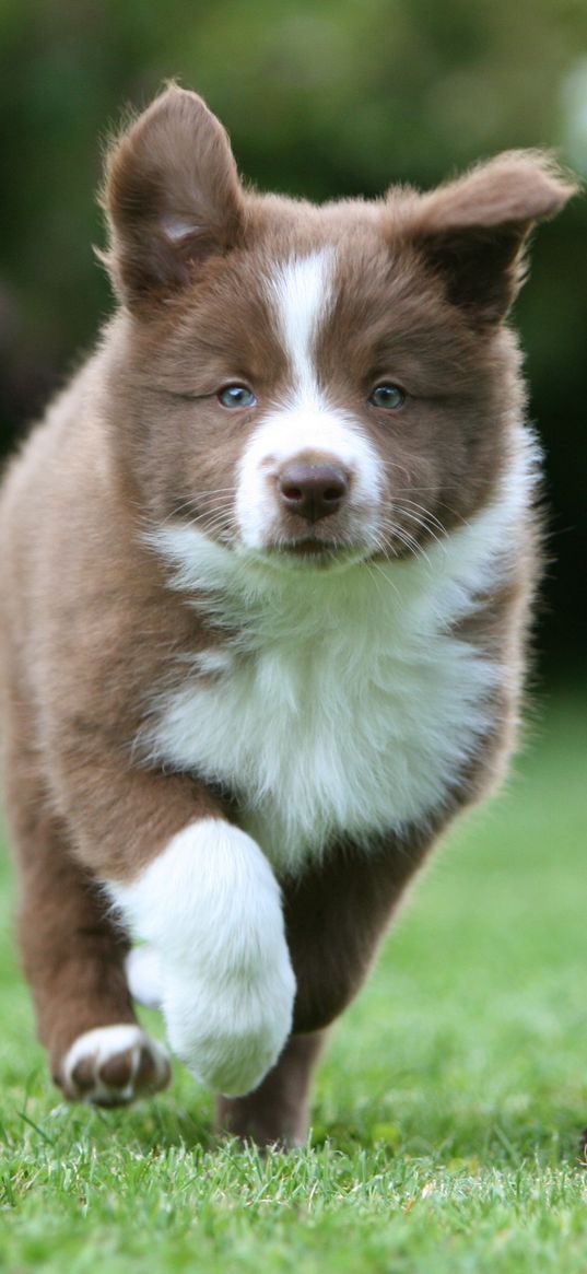 puppy, grass, run, spotted