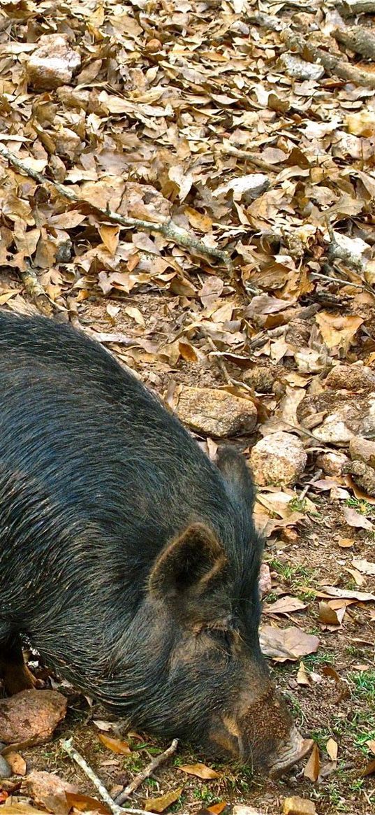 boar, cubs, grass, food, leaves, autumn