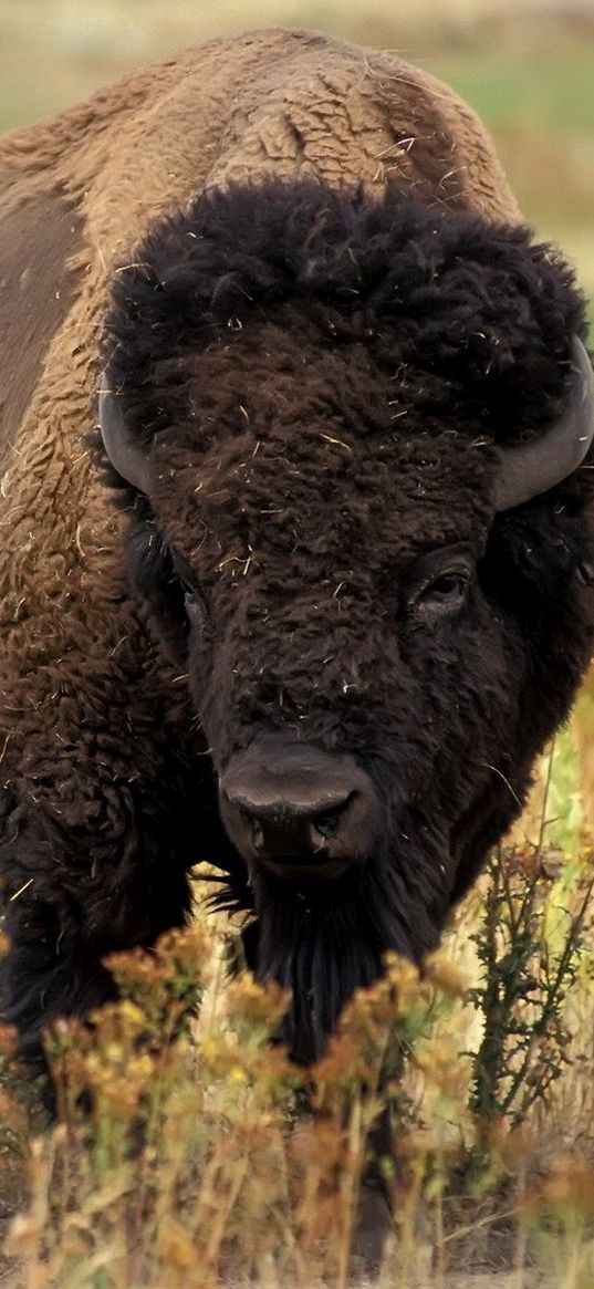 buffalo, horn, grass, flowers