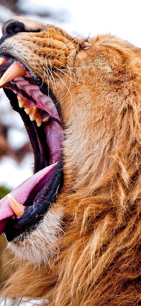 lion, teeth, aggression, anger, snow, muzzle