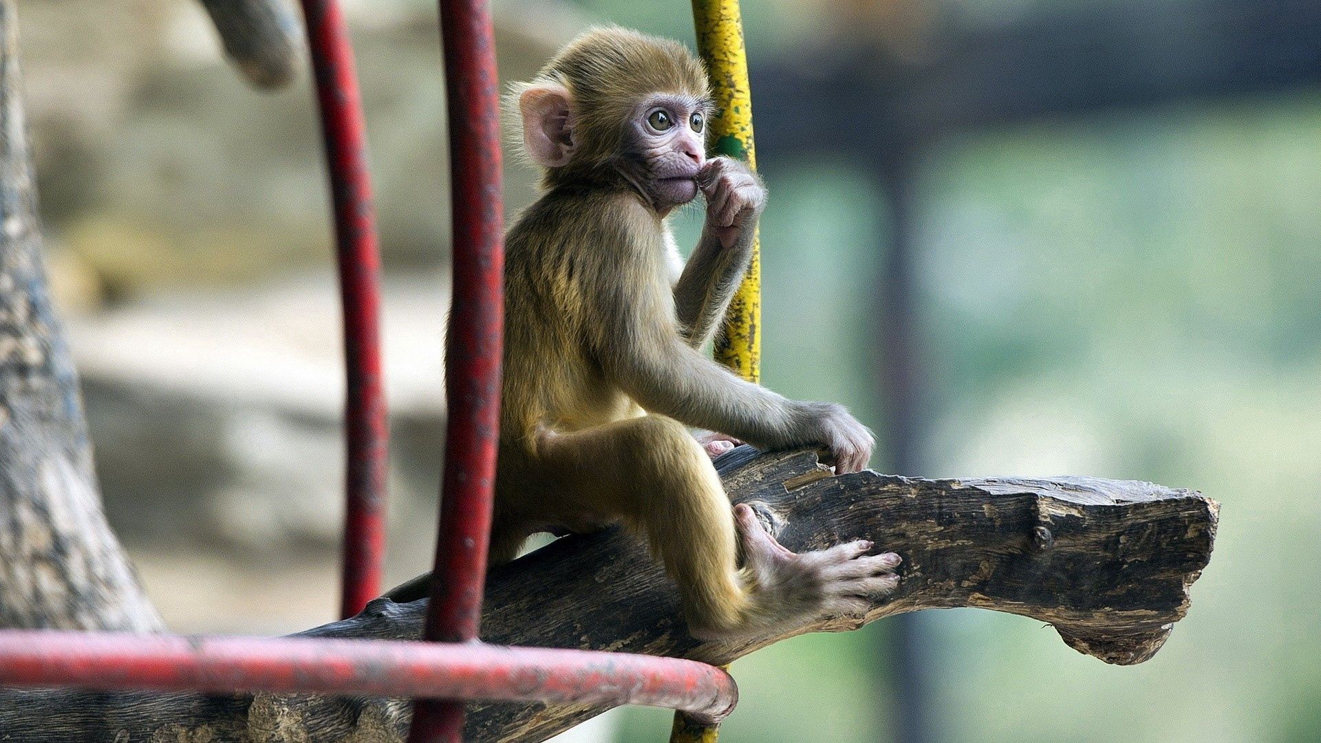 monkey, marmoset, baby sitting