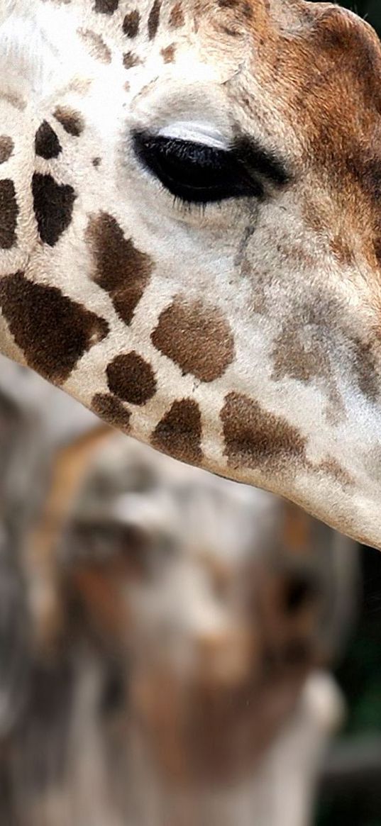 giraffe, muzzle, baby, spotted