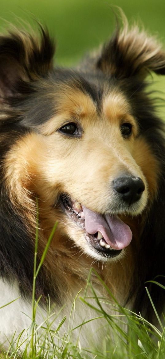 dog, muzzle, grass, leisure