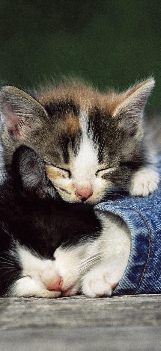 kittens, couple, spotted, jeans