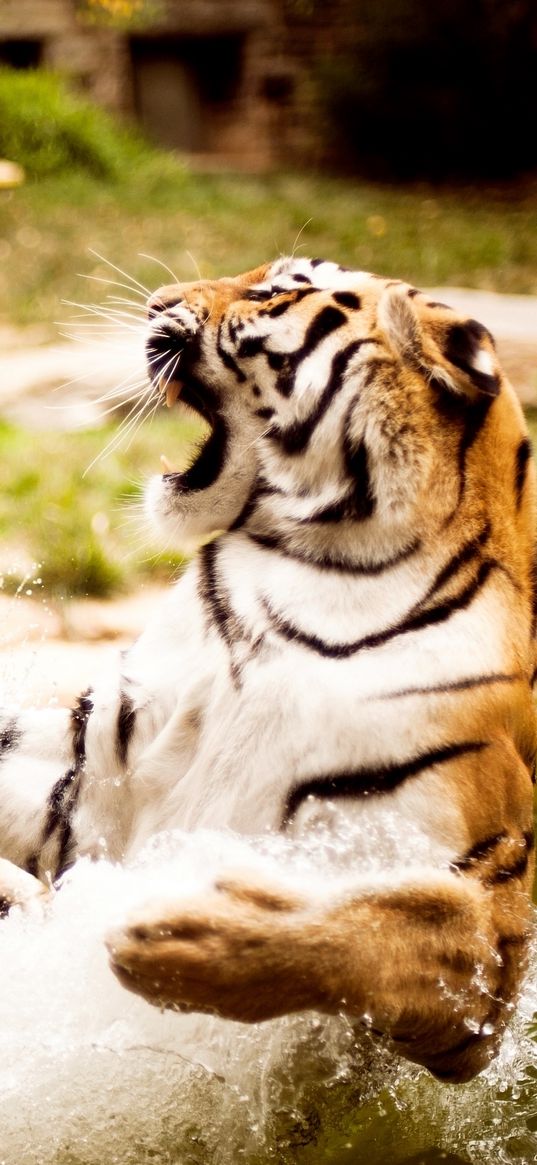 tigers, couple, fighting, water, aggression, predator