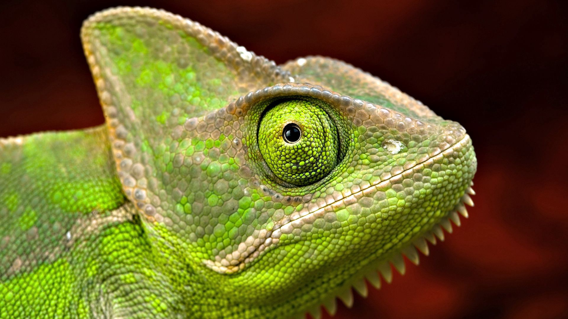 iguana, head, eyes, scales