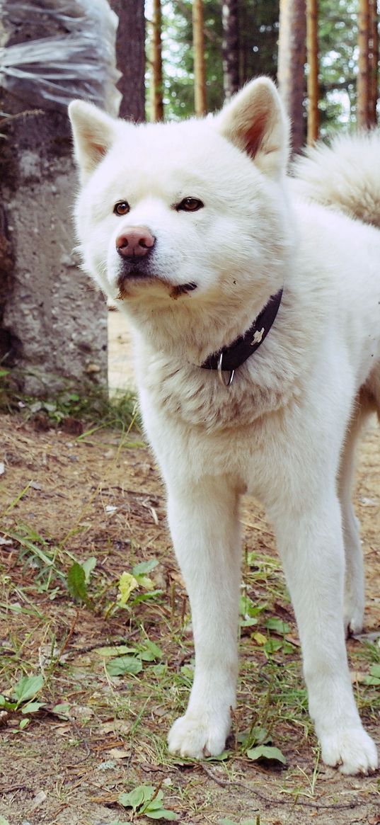 dog, stand, grass, path, collar