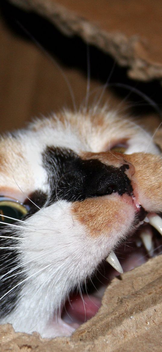 cat, cardboard, biting, teeth