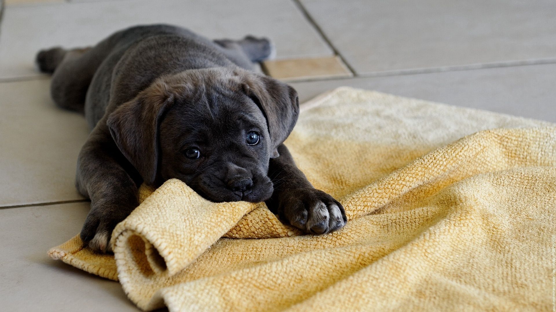 dog, puppy, down, fabric, play