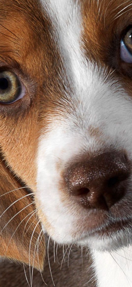 dog, beagle, puppy, snout, ears