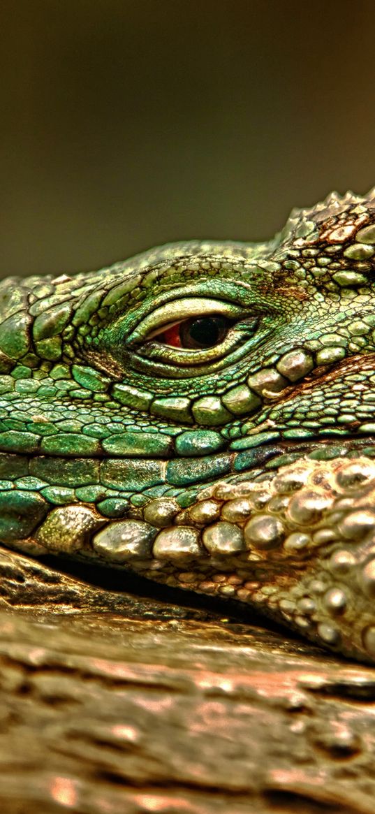 iguana, face, color, reptile, lie