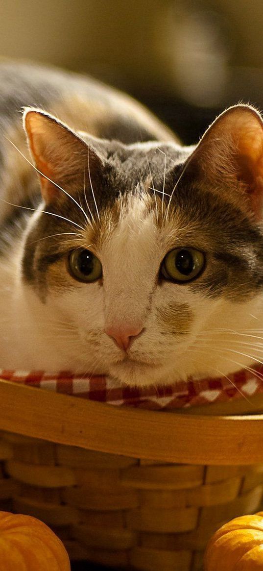 cat, lying, basket, pumpkin, curiosity