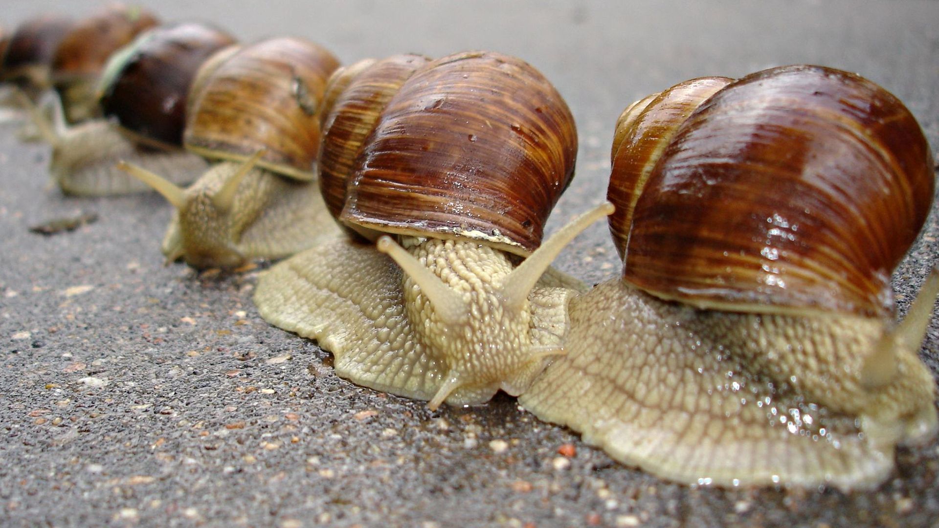 snail, shell, antennae