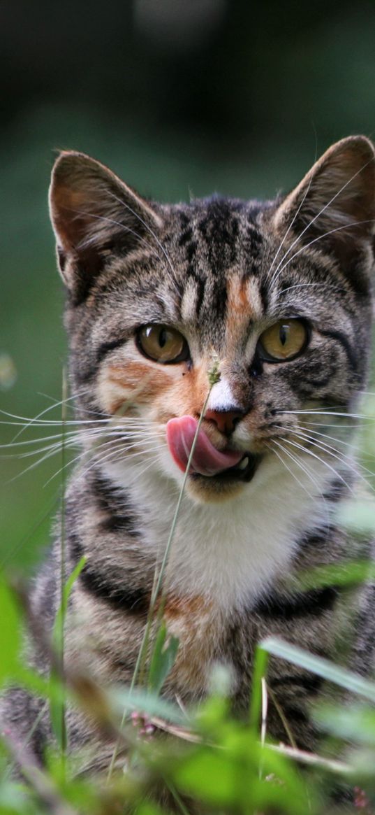 cat, grass, lick