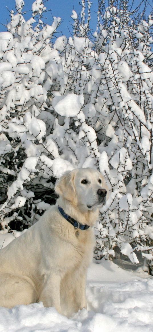 dogs, collars, sitting, snow, trees