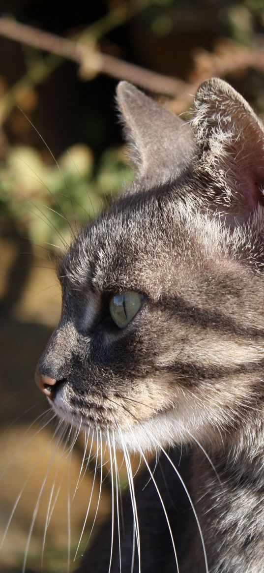 cat, muzzle, look, watch, white, striped