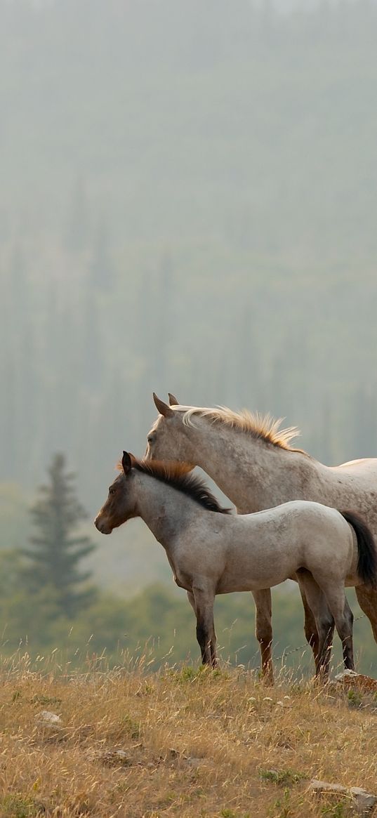 horses, couple, grass, distance, stand